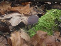 Violetter Lacktrichterling